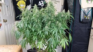 Auto Northern Dragon Fuel, Super Sativa Seed Club,  1.5 gallon potter. Medic Grow Mini Sun-2