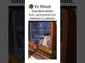 🐾 İçeri Girmeye Çalışan Sevimli Kedi 🐱💨 #keşfet #cat #catshorts #kedi #k...