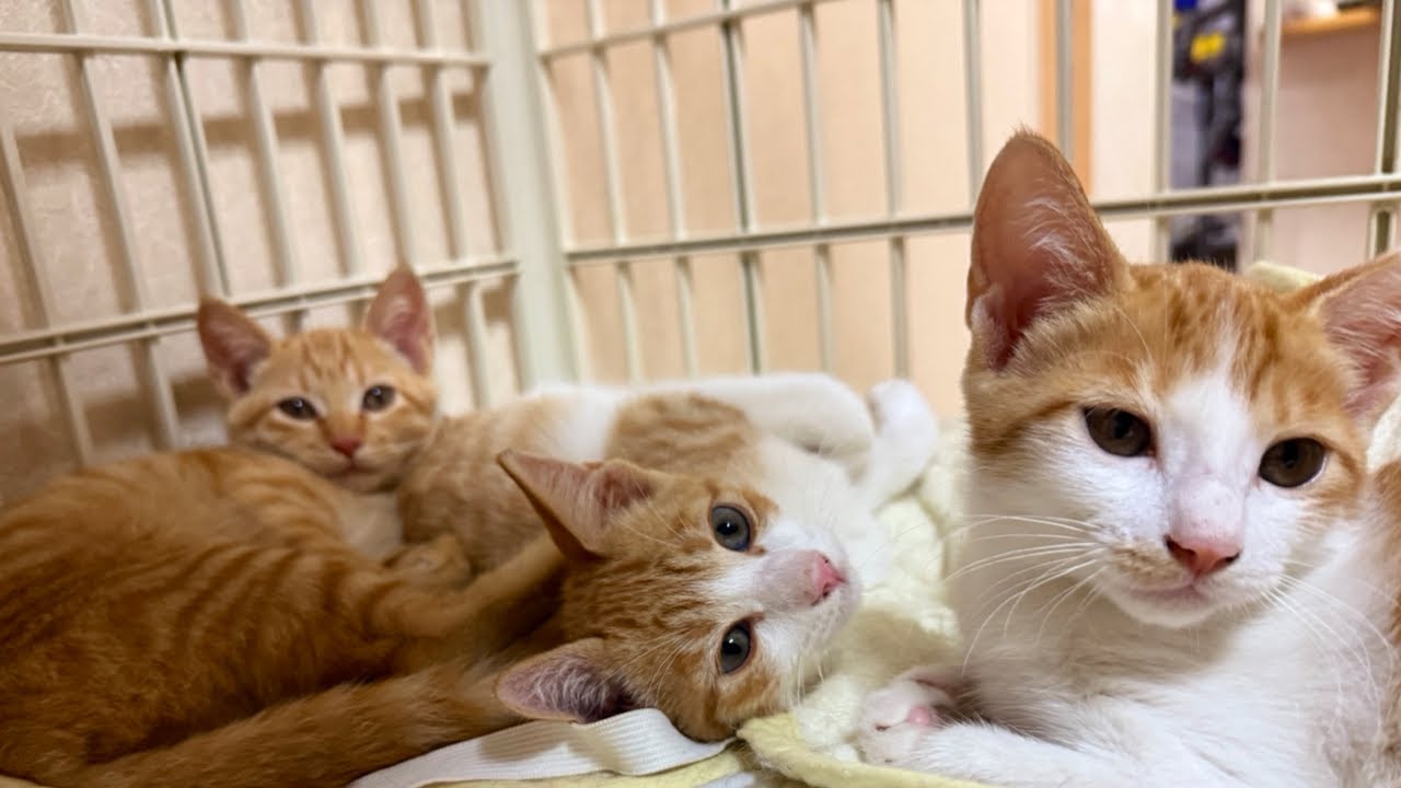子猫の危険な衰弱レベルと対処法。保護したらすることの手順まとめ | 子猫LOVE 子猫の危険な衰弱レベルと対処法。保護したらすることの手順まとめ | 子猫LOVE