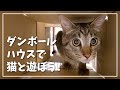 猫と一緒に遊べるダンボールハウスを作ってみた！【うちで過ごそう】