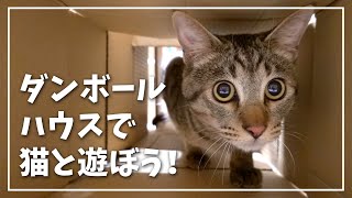 猫と一緒に遊べるダンボールハウスを作ってみた！【うちで過ごそう】