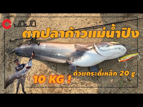 ตกปลาเค้ายักษ์ 10 โล ปลาค้าว ขาว แม่น้ำปิง ตกปลาเค้า ตกปลาเค้าแม่น้ำ