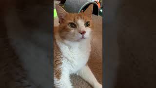Cat Meows With Happiness