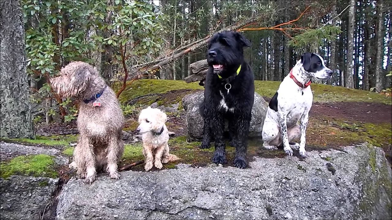 Nanaimo Dog Walking/K9's unLeashed Dec 19 hike YouTube