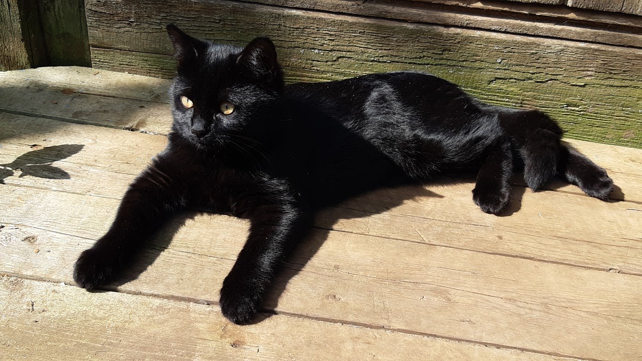 СТЕРИЛИЗАЦИЯ КОШКИ БУСИ 5 месяцев /14.08.2019 - YouTube