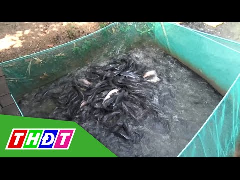 Video Thú vị đàn cá trê lên cạn ăn mồi ở Cần Thơ | THDT - youtube