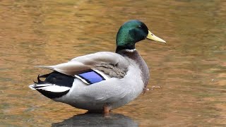 Delightful Ducks in Central Park #autumn by quote_nature 222 views 6 months ago 3 minutes, 24 seconds