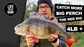 BIG PERCH FISHING - THE NED RIG UK 4LB+ ON LURES