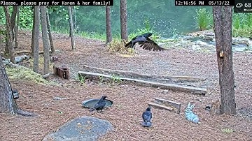 A Midday Match of Crow Chaos