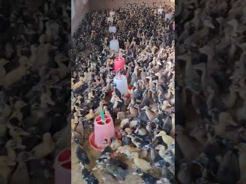 Duck Farming 