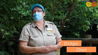 Fort Wayne Childrens Zoo Keeper Chats: Dingoes