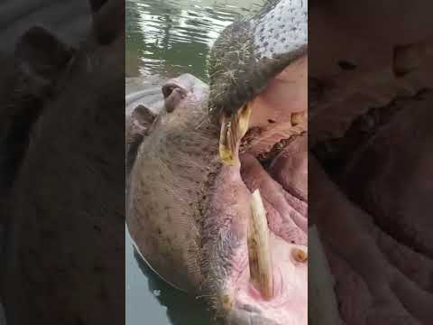 マイちゃん あーーーーん 東武動物公園 Shorts カバ マイ Youtube