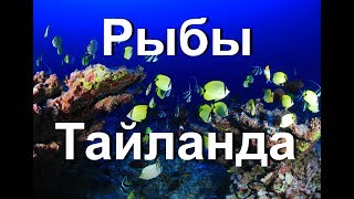 Рыбы Тайланда: опасные и удивительные