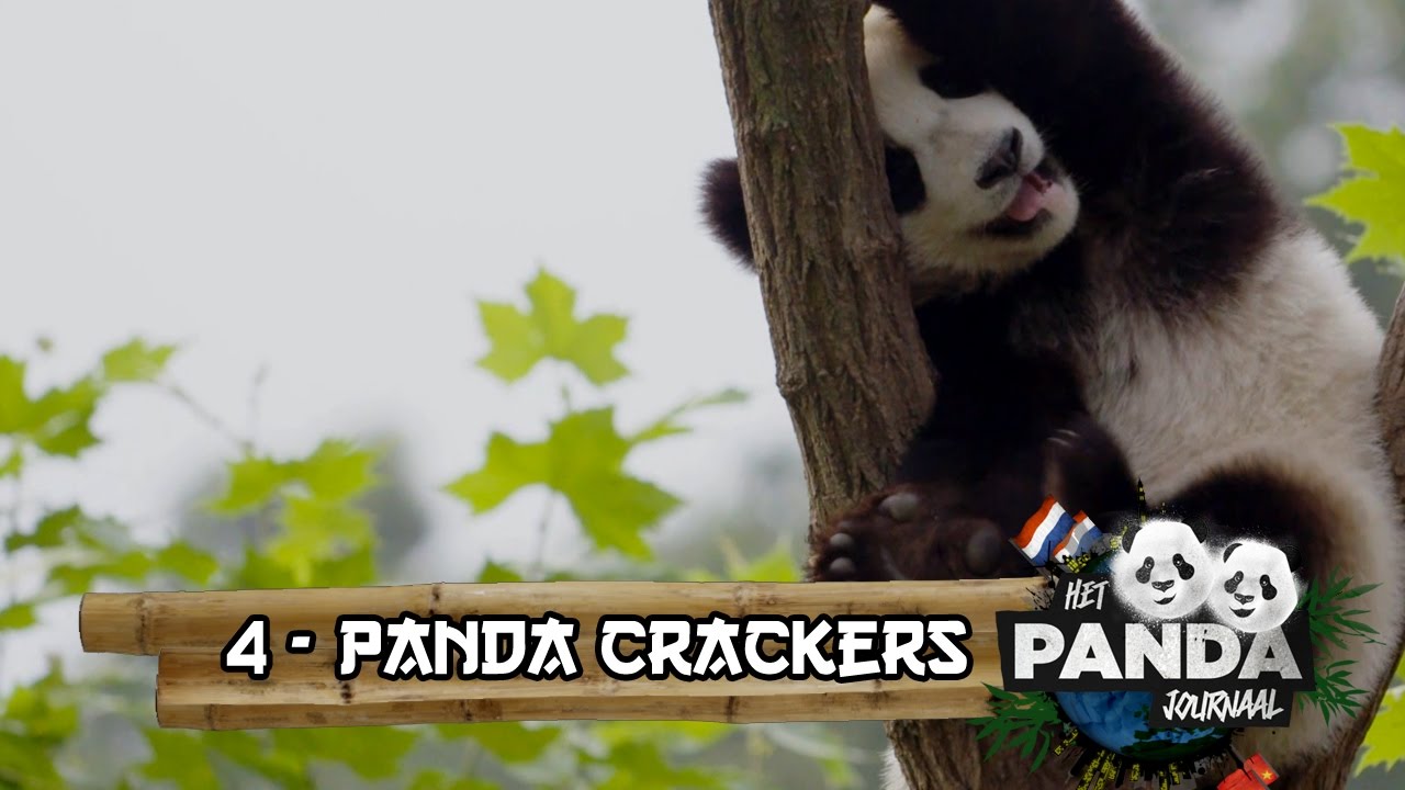 #4 Panda Cracker | Pandajournaal - YouTube