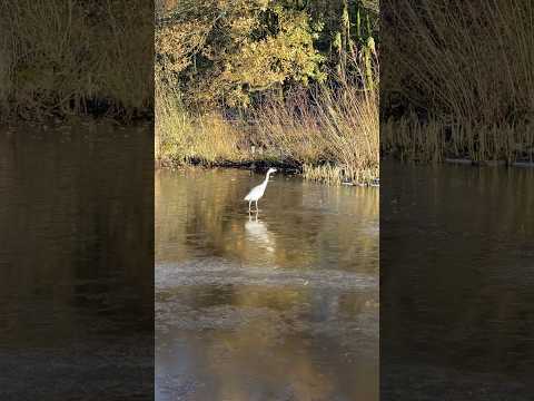 Majestic Heron on a Winter morning | English Canal #birdslover #birdwatching #england