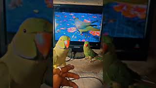 talking parrot  see tv and what reaction full video deko