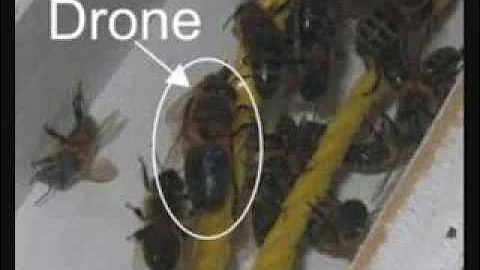 Corporate Beeyotches/ Zombee A.I. Hivemind