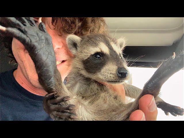 Why I Ate this Baby Raccoon (Apology Video) class=