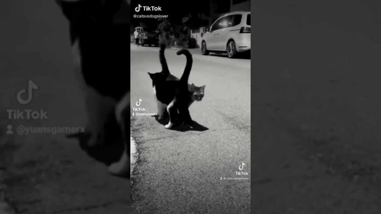 Tail Of LOVE Cute Cats 