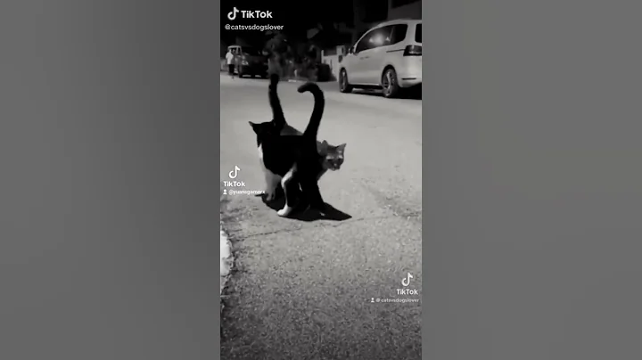 Tail of LOVE cute cats😃
