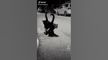 Tail of LOVE cute cats😃