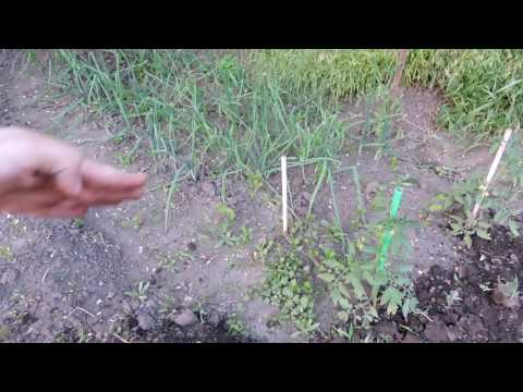 Videó: Gyöngyvirág fa: leírás, ültetés, termesztés, vélemények