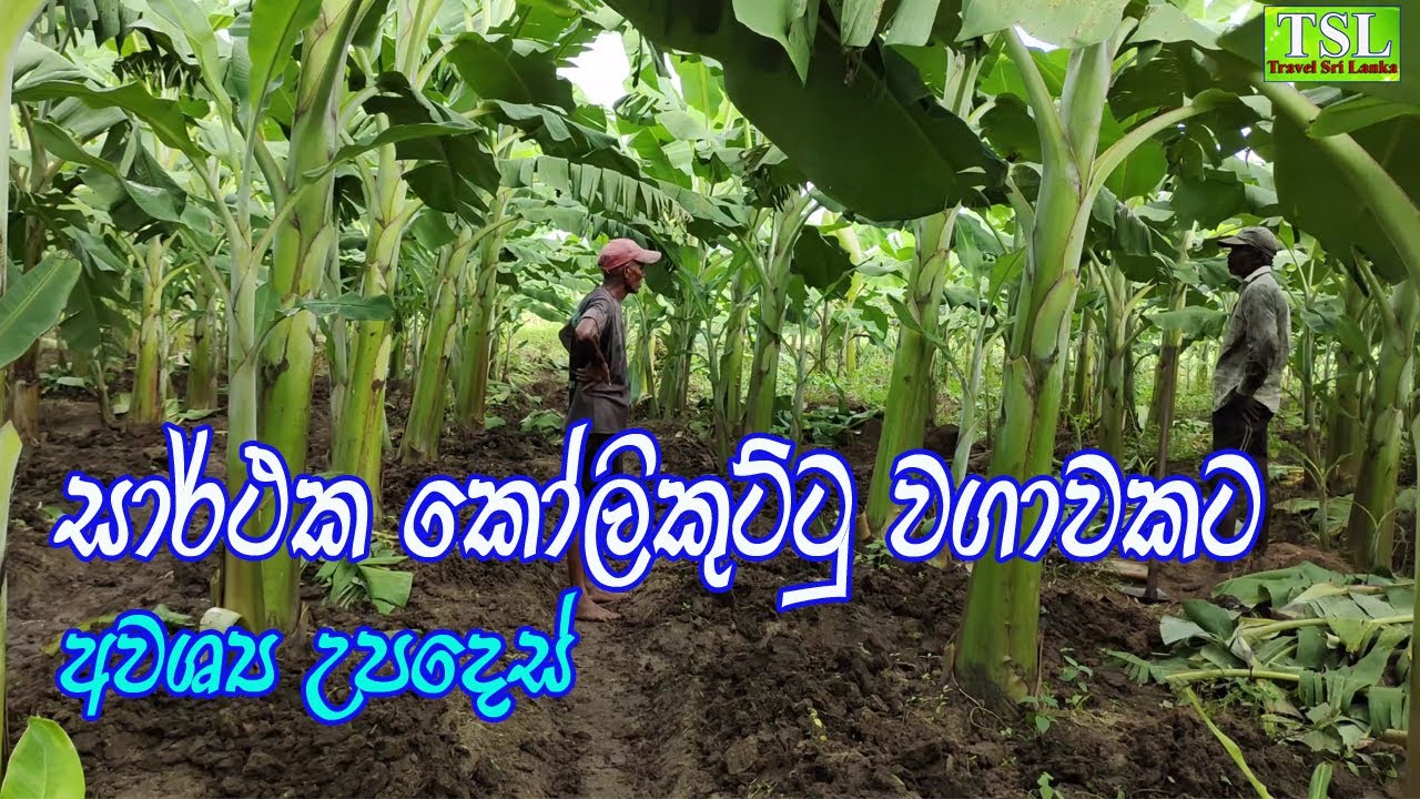 කෝලිකුට්ටු කෙසෙල් වගාව / kolikuttu Wagawa /banana cultivation / kasawila wagawa/Ptaka opana