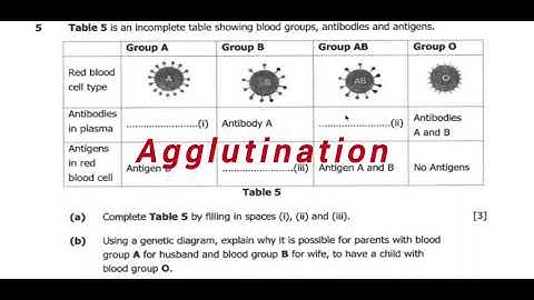 Blood Groups & Agglutination – Exam Hack