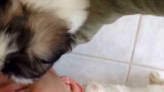 Playing with my little shineses!( Pekingese and shi tzu mix)