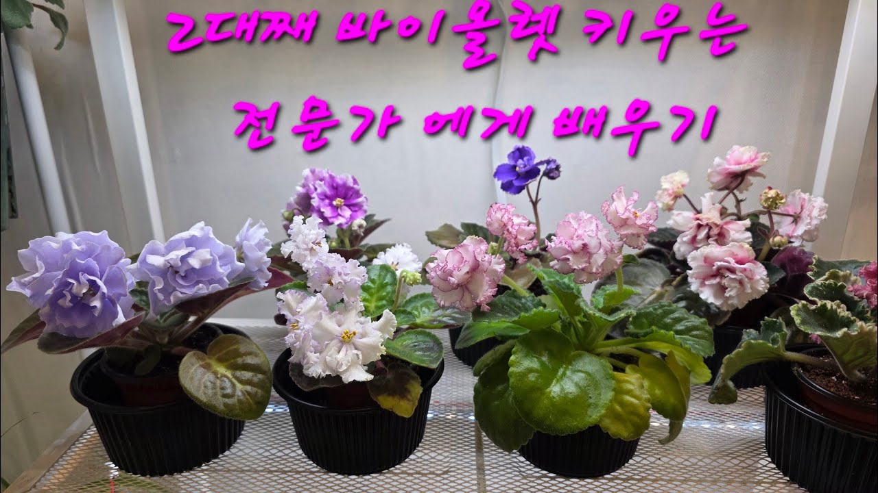 2대째 바이올렛 키우는 전문가에게 배우기