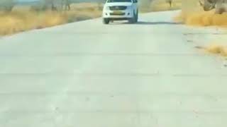 Ketika Hewan Lagi Pms Hehehe