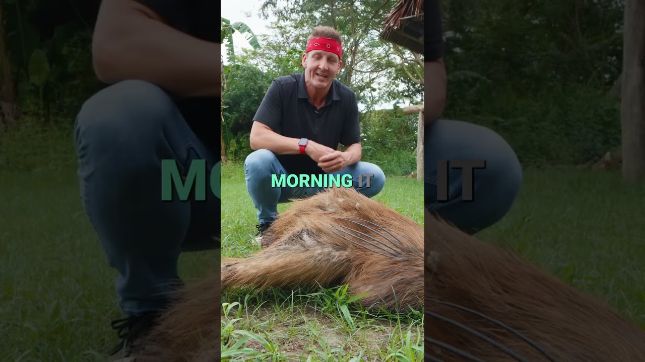 Kasawari: The World's MOST Dangerous Bird!