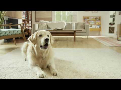 Amazon Alexa Moments: Petlexa - Dog (Amazon Echo Commercial) - Amazon Alexa Moments: Petlexa - Dog (Amazon Echo Commercial)