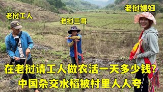 老撾農忙第二天請工人幫忙一天多少錢雜交水稻出場村裏人人誇