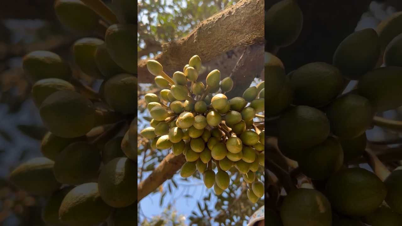 Mu sang King Durian Flowers Tips for Growing and Caring Effectively