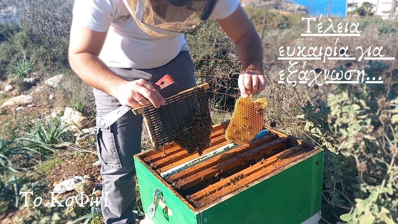 Θεραπεία βαρρόα το χειμώνα-Τα μελίσσια ξεγόνεψαν με ξεγονιάστρα | Μελισσοκομία 2024 | Το ΚοΦίνΙ