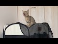 世界の中心で、ごはんと叫ぶ