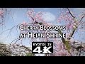Beautiful Kyoto: Cherry Blossoms at Heian Shrine [4K]