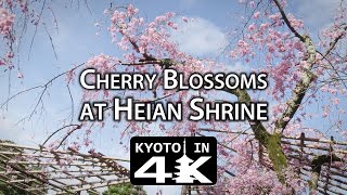 Beautiful Kyoto: Cherry Blossoms at Heian Shrine [4K]
