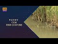 Agriculture Programme | Paddy Cum Fish Culture