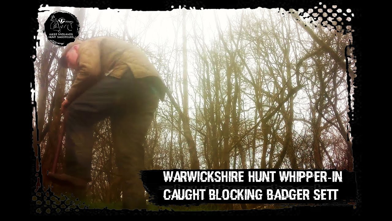 Warwickshire Hunt whipper in & terrier man caught blocking badger setts ...