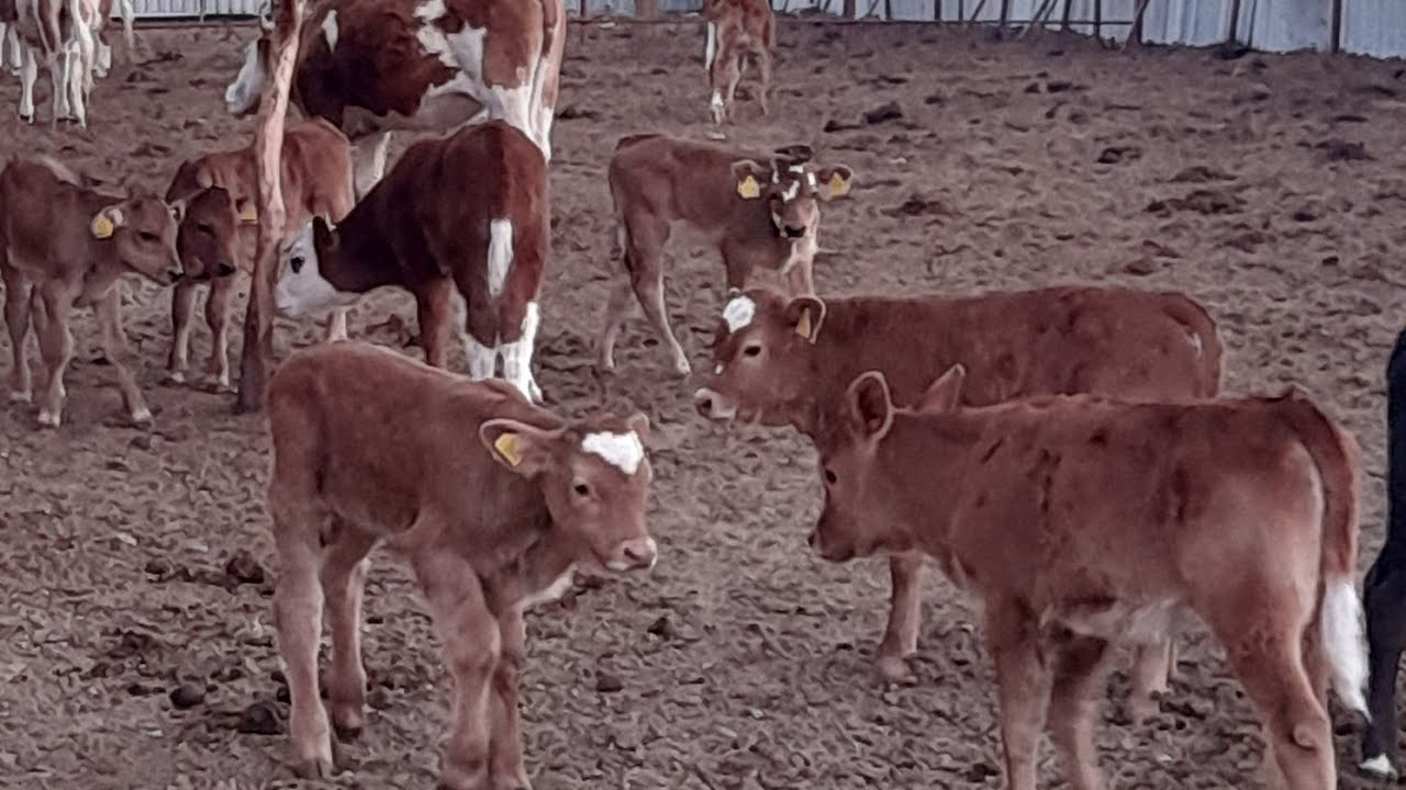 Buzağıların Gelişimi... #calf #cattle #simmental #melezleme #kalite #bulls