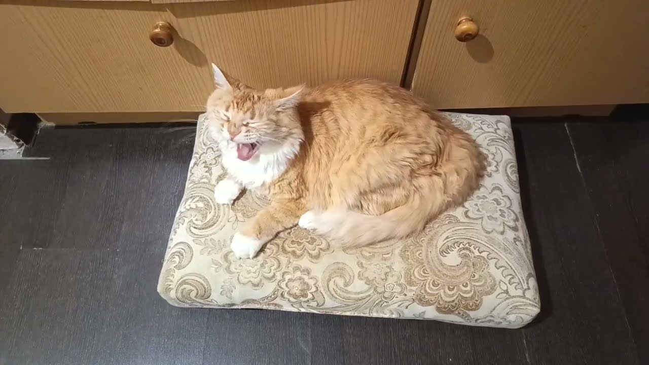 Кузьма на карантине, мама на больничный ушла, всë будет хорошо, а иначе и не может быть😊