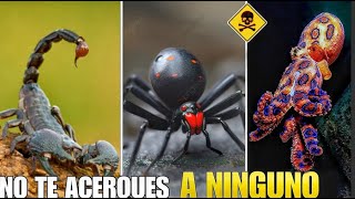 ⛔Los 10 Animales Mas Venenosos Del Mundo: Descubre La Naturaleza Mas Letal | Ojito Con El Top 1 🆘🚫 ⛔Los 10 Animales Mas Venenosos Del Mundo: Descubre La Naturaleza Mas Letal | Ojito Con El Top 1 🆘🚫