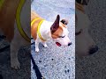 Je Suis Maître Chien Ta Rassa. Les animaux sont exceptionnels ♡