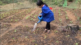 Full video of the process of collecting agricultural products to sell for additional income