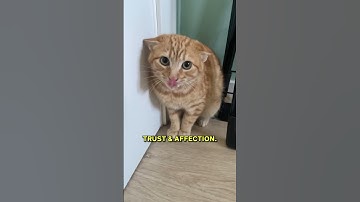 Disciplining A Cat Requires More Patience! Take Note Of These Few Things! 😼