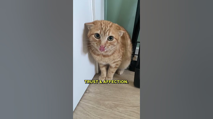 Disciplining A Cat Requires More Patience! Take Note Of These Few Things! 😼
