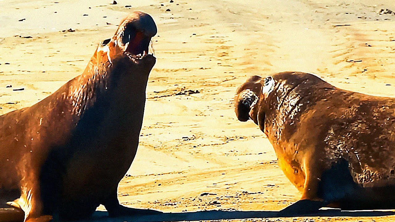 This is The Most Dangerous Animal in Antarctica