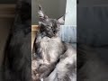 ALPHY perched up !🖤 #majestic #kitten #blacksmoke #mainecoon #fyp #cat #love #shorts